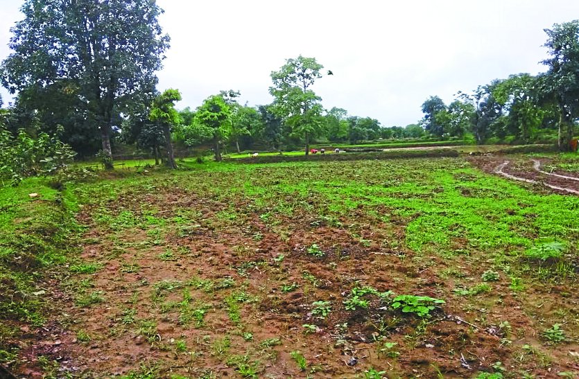 Drought conditions are here, only 10 percent of the work of Biasi यहां है सूखे की स्थिति, मात्र 10 फीसदी ही बियासी का हुआ काम