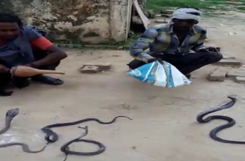 Snake bites four prisoners in basti district jail बस्ती जिला जेल में सांप ने तीन बंदियों को डसा, सपेरों को बुलाकर चार जहरीले नाग को पकड़वाया गया