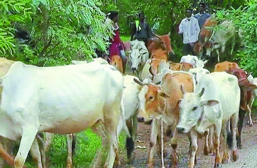 Villagers abandoning stray cattle in the forest to save crops सरकार की योजना का नहीं मिल रहा लाभ, फसल बचाने आवारा मवेशियों को जंगल में छोड़ रहे ग्रामीण
