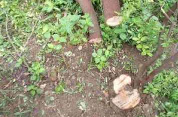 Sandalwood tree is on the target of thieves चोरों के निशाने पर है चंदन के पेड़
