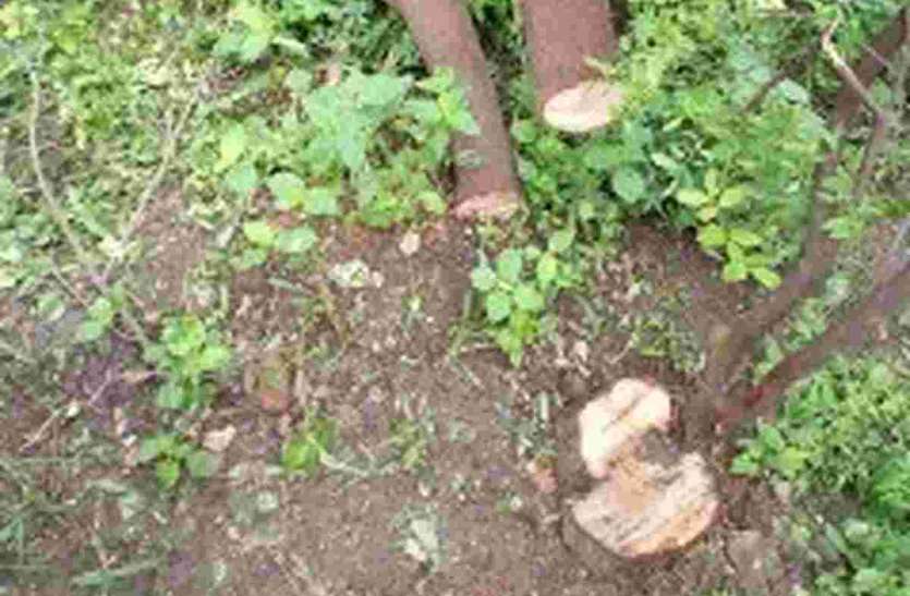 Pratapgarh चोरों के निशाने पर है चंदन के पेड़