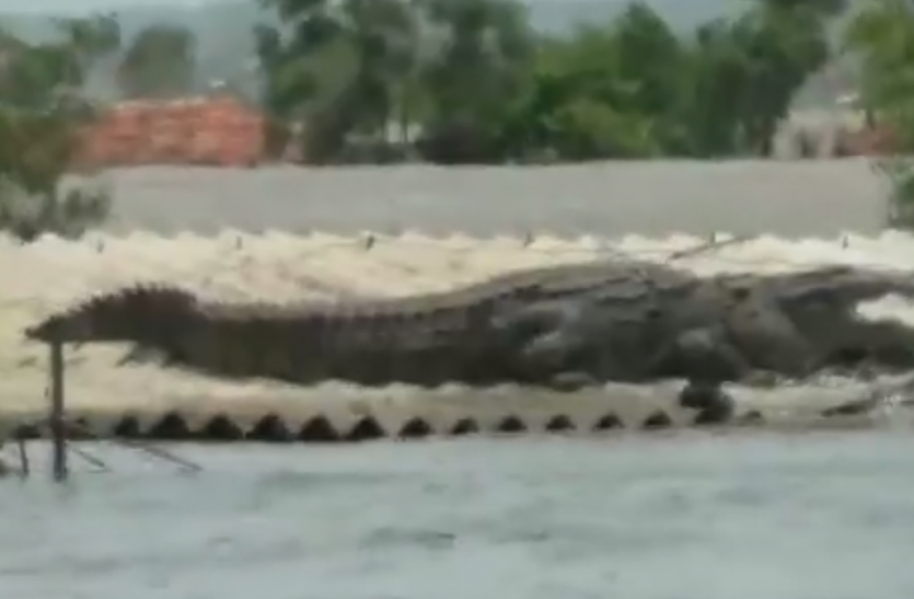 karnataka flood बाढ़ में घर की छत पर धूप सेंक रहा था मगरमच्छ, सोशल मीडिया पर वायरल हुआ वीडियो