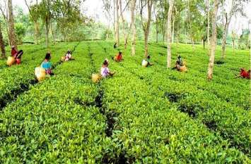 Golden Butterfly Tea Auctioned in record Rs 75,000 for a kg ये चाय बड़ी है खास, दाम भी 75 हजार रुपए के पास