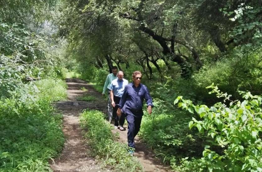 jaisamand-sanctuary जयसमंद अभयारण्य में अधिकाधिक वनस्पति व पौधे लगाने के निर्देश