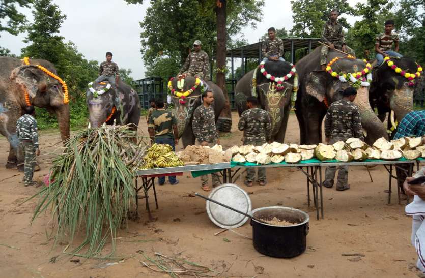 World elephant day World elephant day: रेस्क्यू सेंटर में हाथियों को दूल्हे की तरह सजाकर की गई पूजा, फिर खिलाया लजीज भोजन