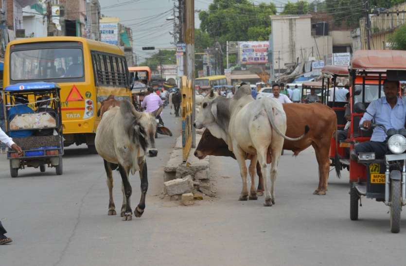 cow, house, road, nagar nigam, morena news in hindi, mp news अब गोशाला नहीं भेजे जा रहे गोवंशीय मवेशी