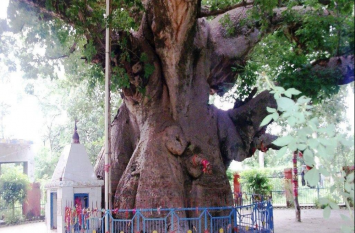 Parijat Tree in Barabanki ऐसा वृक्ष जिसकी पूजा से पांडवों को मिली थी महाभारत में जीत, देखें वीडियो