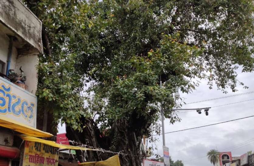 Even today, this vat tree has cherished the memories of patriots आज भी देश भक्तों की यादें संजोए है यह वट वृक्ष