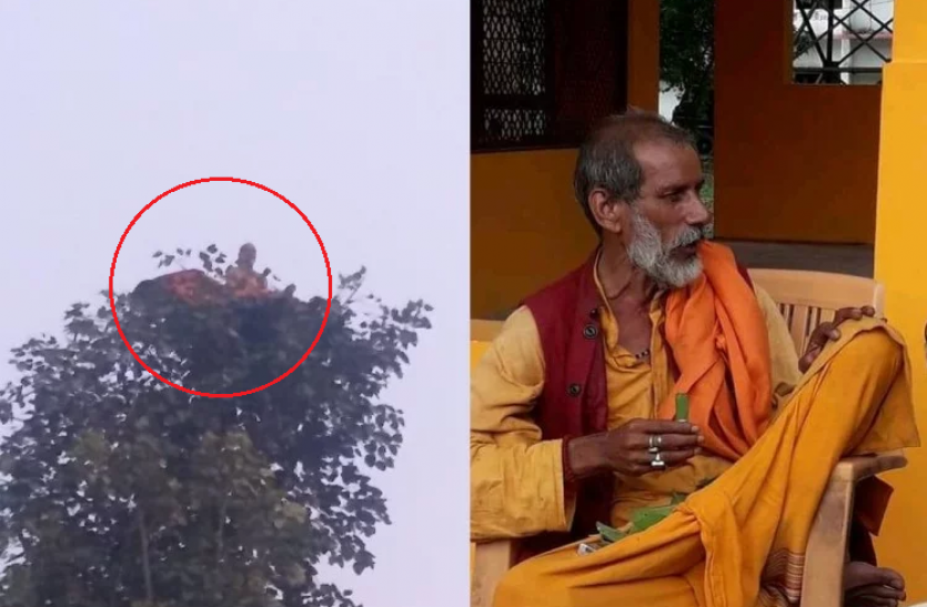 bandariya baba पेड़ पर बैठकर खाते और सोते हैं 'बंदरिया बाबा', करते हैं भगवान हनुमान से जुड़े कुछ दावे