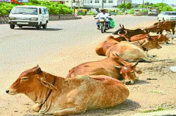 Life came to life due to stray cattle in the city आवारा मवेशियों के चलते जान पर बन आई