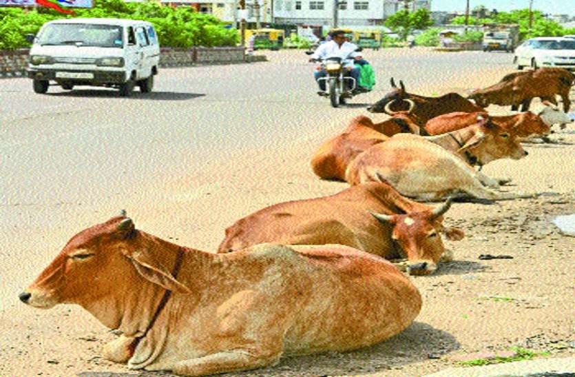 Stray cattle became the cause of death in the city again आवारा मवेशियों के चलते जान पर बन आई