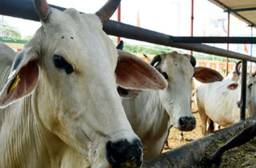 Cow अगर आप भी है गौमाता के भक्त तो कमाएं पुण्य, अब आपके हाथ की रोटी सीधे पहुंचेगी गौशाला