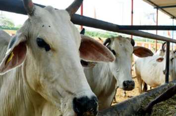 goshala news नीमच जिले की संभवनाथ गौशाला में डेढ़ दर्जन गायों ने तोड़ दिया दम