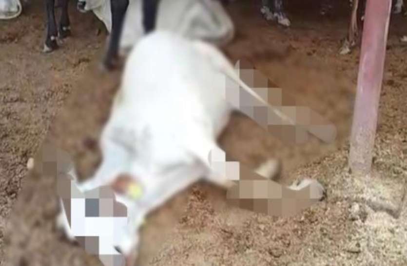 Cows गौवंशों की मौत पर डीएम ने की बड़ी कार्रवाई, इन्हें किया निलंबित, दर्ज कराया मुकदमा