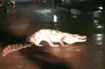 Live Video: Crocodile showing spotted on the road in Kota Live video: कोटा में देर रात सड़क पर दौड़ता रहा 6 फीट लंबा मगरमच्छ, वाहन चालकों में मची अफरा-तफरी