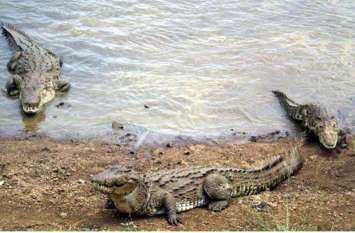 Crocodile attacked on Peoples, crocodiles Terror in Colonies of kota खौफनाक: कोटा की इस कॉलोनी में मगरमच्छों ने डाला डेरा, घर की दहलीज से आंगन तक छिपी मौत, दहशत में दर्जनों परिवार