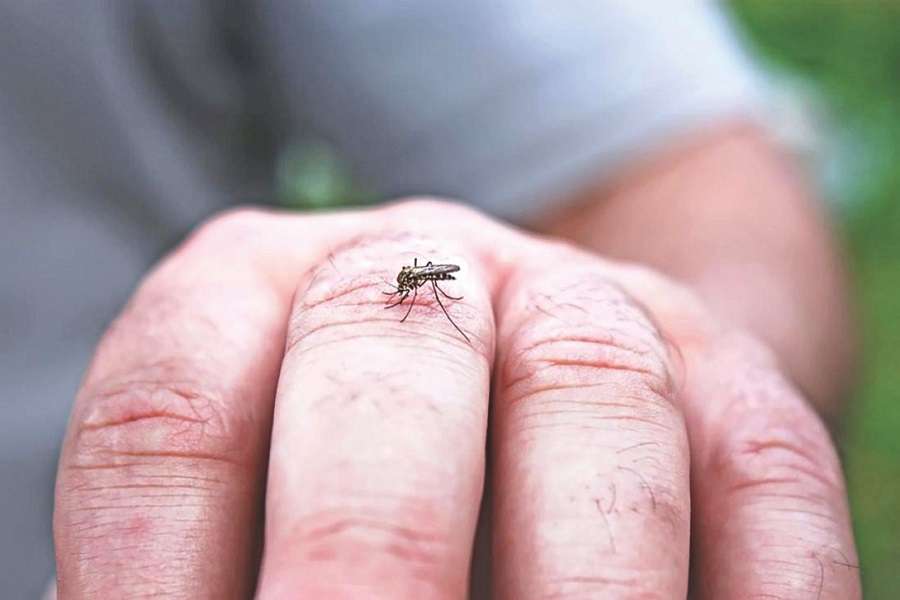 Dengue fever is spreading in Uttarakhand