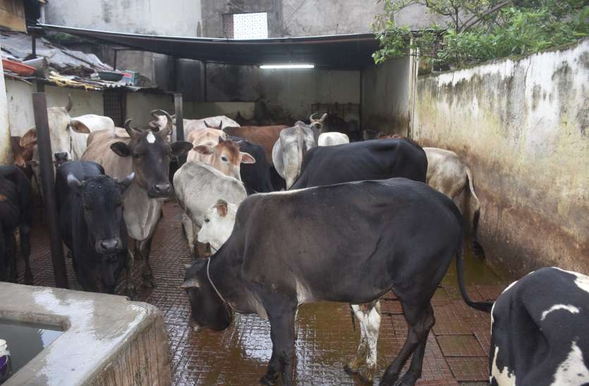 patrika यहां 600 रुपए में बिकती है 70 हजार की गाय
