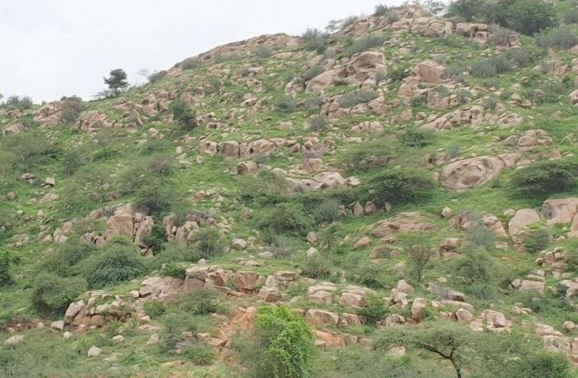 Blasting on hil in forest area पत्थरों के लिए यहां वन क्षेत्र की पहाड़ी पर कर रहे धमाके