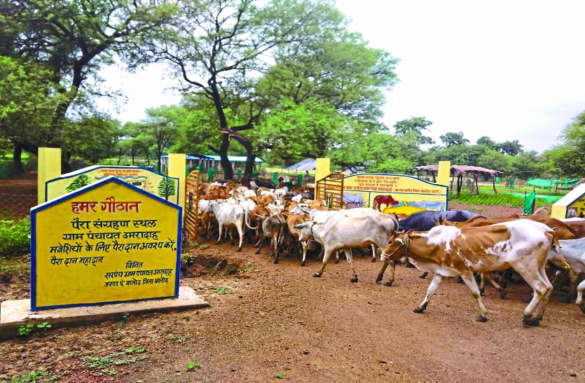 balod patrika प्रदेश भाजपा अध्यक्ष उसेंडी बोले- गौठान की स्थिति बद से बदतर