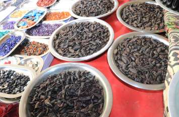 dead scorpions in ajmer dead scorpions in ajmer