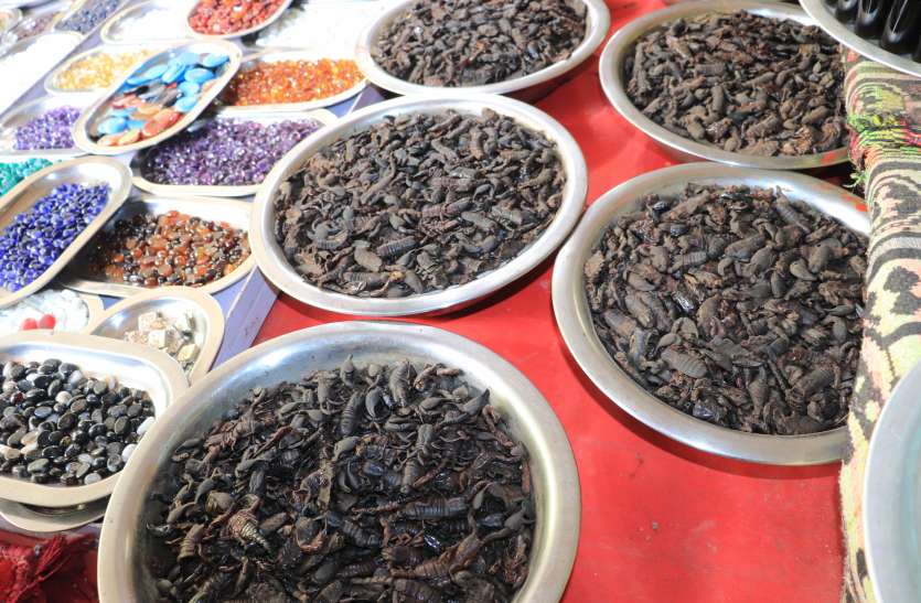 dead scorpions in ajmer Problem: कीट विज्ञानी करेंगे पोस्टमार्टम, विभाग को है इंतजार