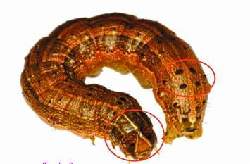 Fall army worm will destroy maize crop in Chhattisgarh अमरीका और अफ्रीका में तबाही मचा चुका यह कीड़ा, अब छत्तीसगढ़ में मक्के की फसलों को कर रहा बर्बाद