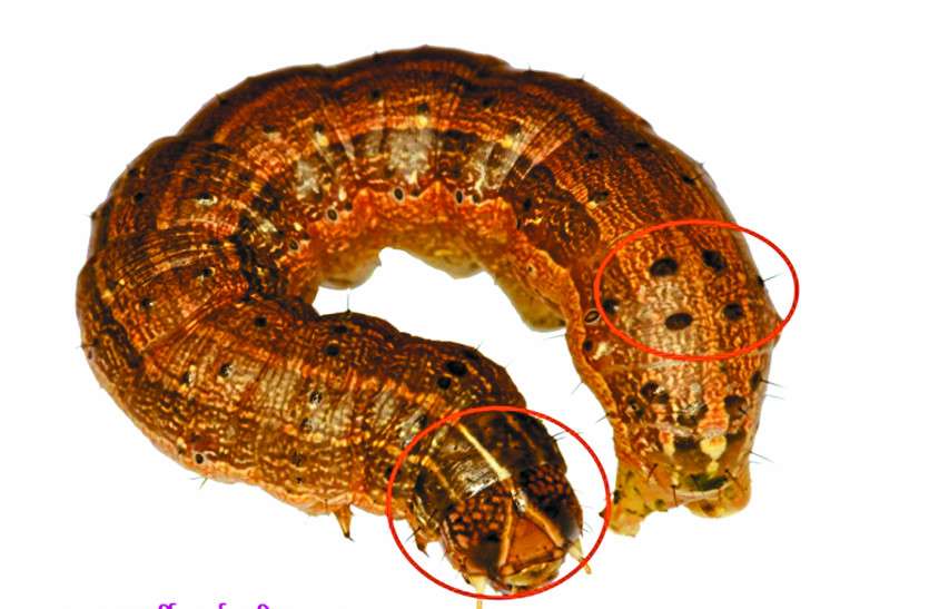 Fall army worm अमरीका और अफ्रीका में तबाही मचा चुका यह कीड़ा, अब छत्तीसगढ़ में मक्के की फसलों को कर रहा बर्बाद