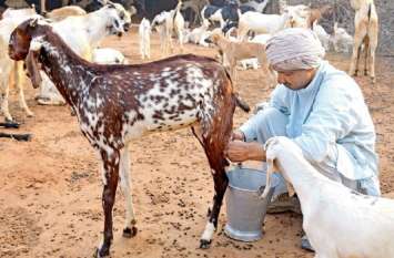 do you know ten health benefits of goat milk बकरी के दूध के हैं ये 10 फायदे, पीने का तरीका बनाता है इसे सबसे अलग