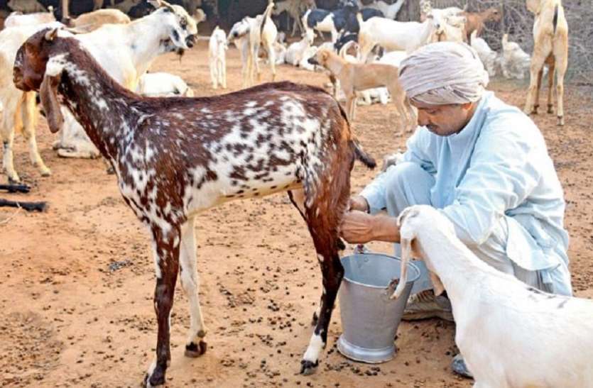 goat milk बकरी के दूध के हैं ये 10 फायदे, पीने का तरीका बनाता है इसे सबसे अलग