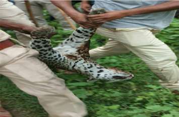 Panther tranquilize By Forest Department Team, Udaipur 20 दिनों में 3 इंंसानों काेे शिकार बनाने वाला पैंथर आखिर आया शिकंजे में, ट्रेंकुलाइज कर भेजा सज्जनगढ़ बायो पार्क