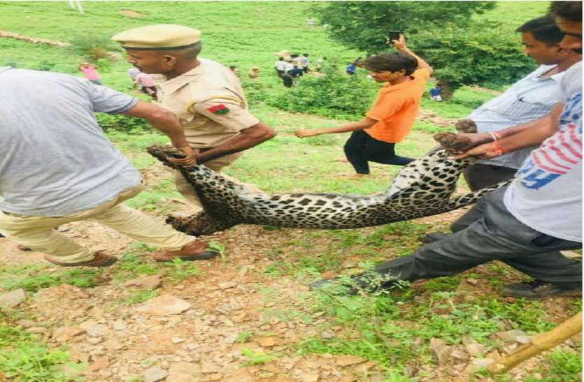 panther died उदयपुर में ट्रेंकुलाइज किए पैंथर की हुई मौत, इसी पैंथर ने किए थे शिकार या ये कोई और.. बना रहस्य