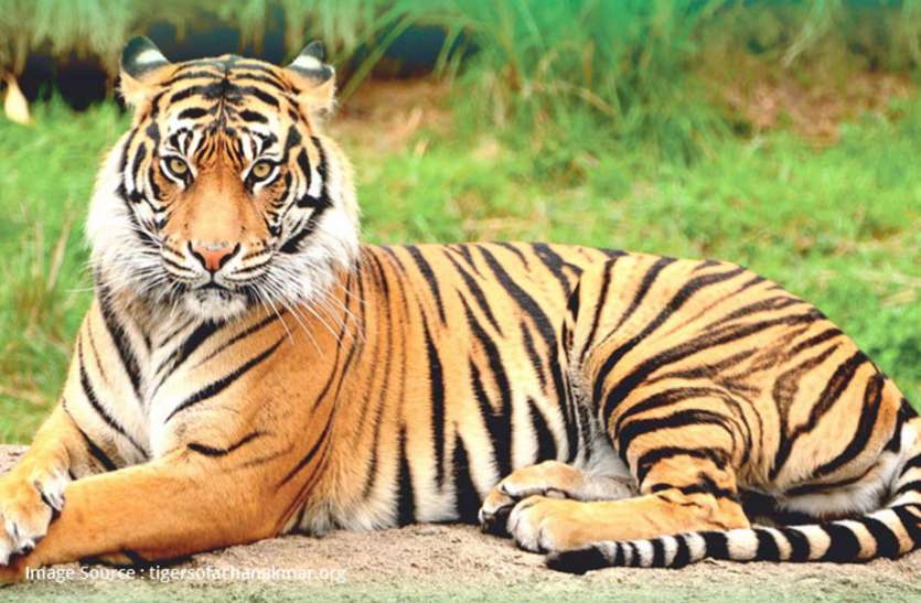 CG News अचानकमार टाइगर रिजर्व से आखिर कहां गायब हो गए 17 बाघ