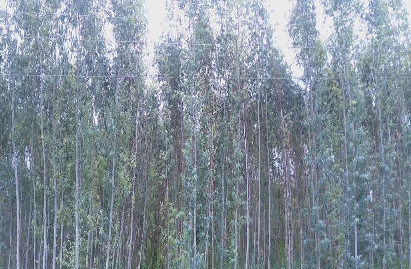 eucalyptus tree यूकेलिप्टस के पेड़ों से भूगर्भ जलस्तर पर मंडराया खतरा