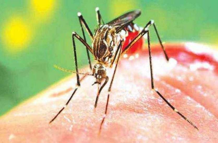 डेंगू मच्छर मध्य अमरीका में डेंगू का प्रकोप, इस साल 127,000 मामले दर्ज, 124 की मौत