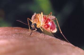 Health Tips : mosquitoes of dengue, malaria, chikungunya will run away Health Tips : ये करते ही डेंगू, मलेरिया, चिकनगुनिया के मच्छर भाग जाएंगे
