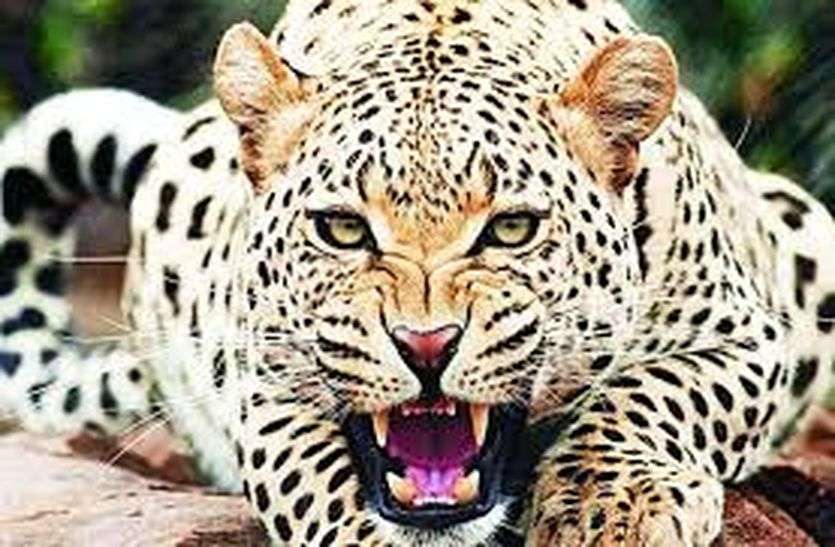 Panther injured by being trapped in fence बाड़ में उलझा पैंथर छटपटाता रहा,वनकर्मी ताकते रहे