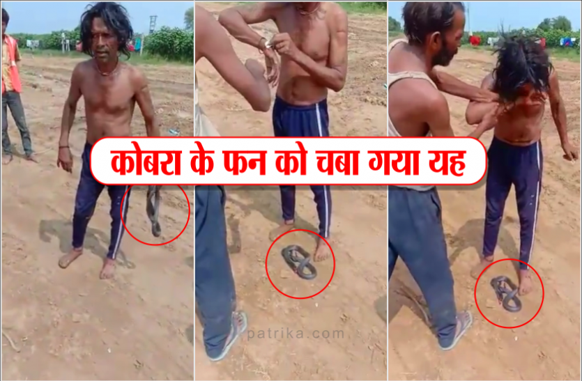 chewed snake neck चने की तरह कोबरा के फन को चबा गया यह व्यक्ति, फिर हश्र हुआ बेहद ही खौफनाक