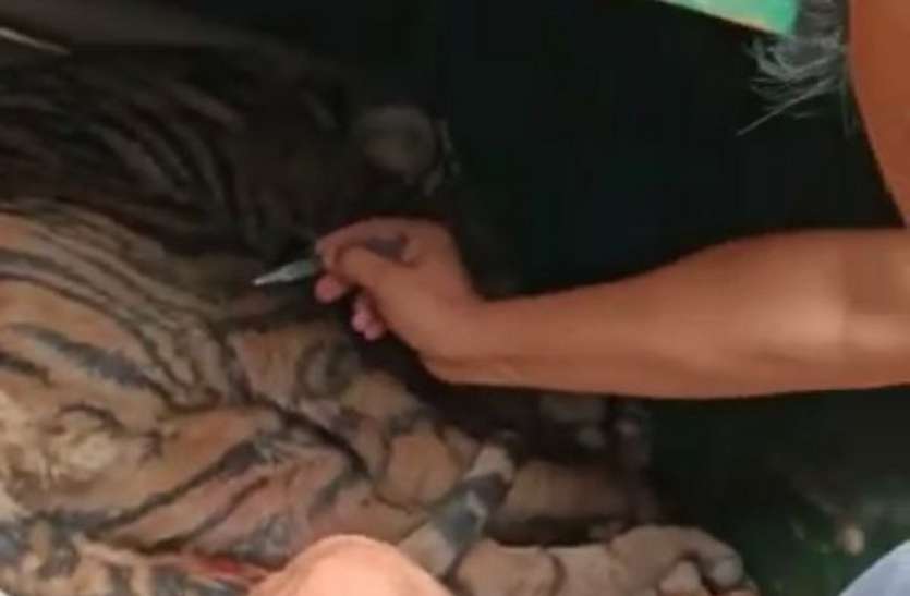 Doctors give antidoses to remove the unconsciousness of tiger cubs inside the lattice