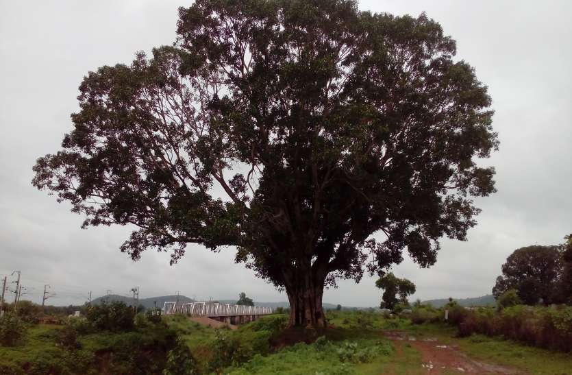 72 year old plant 15 अगस्त 1947 को आजादी की खुशी में रोपा गया पौधा हुआ 72 वर्ष का