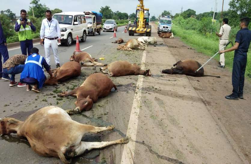 road accident in Rajnandgaon ट्रक चालक ने बेजुबान मवेशियों को बेरहमी से रौंदा, 11 गायों की मौत, तीन घायल