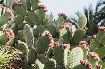 cactus has several health benefits, it is useful for weight loss नागफनी के ये 10 फायदे जान चौंक जाएंगे आप, वजन कम करने में असरदार