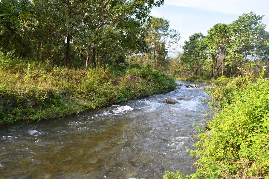 These Ex-Militants Grew a Lush Forest in Assam