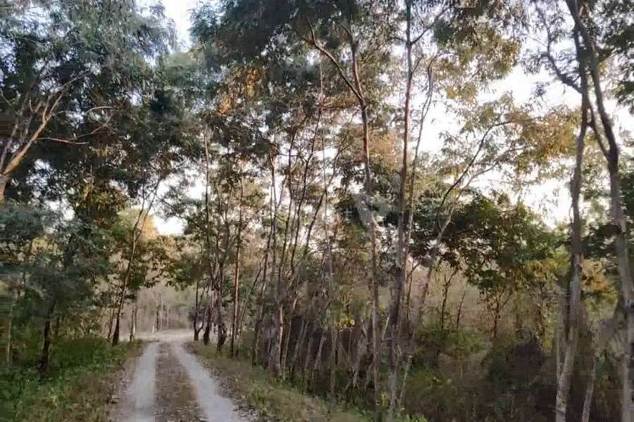 These Ex-Militants Grew a Lush Forest in Assam
