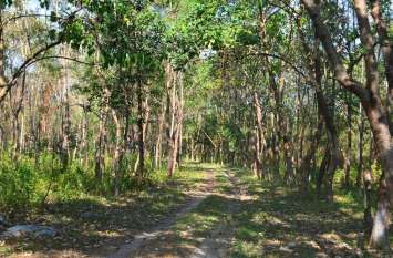 These Ex-Militants Grew a Lush Forest in Assam बंदूक थाम पकड़ा था अलगाव का रास्ता, अब प्रेरणा बन दिखा रहे हरियाली का रास्ता