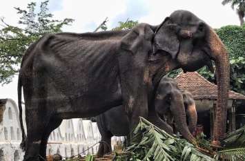 Starving elephant paraded in Sri Lanka pictures went viral श्रीलंका में 70 साल के हाथी को नहीं मिला है अभी तक रिटायरमेंट, इस हालत में भी कराया जा रहा है काम