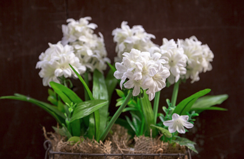 jasmine plant घर की आबोहवा को तरोताजा रखते हैं ये पौधे