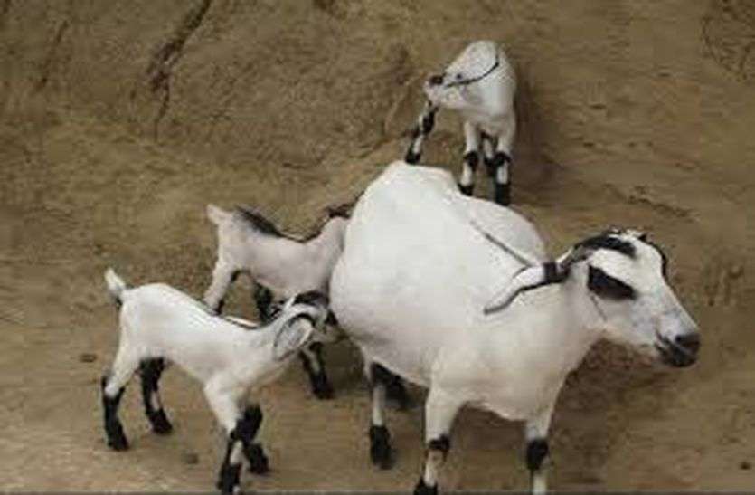 Goats theft मासलपुर में बदमाश व ग्रामीणों में झड़प, पशुओं को छुडाया