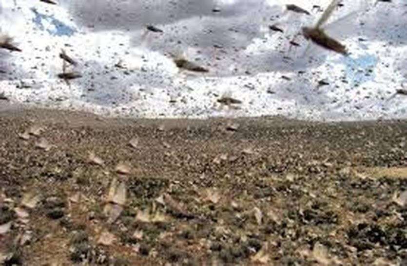 Locust Faka's outbreak did not stop, farmers worried बीकानेर : थम नहीं रहा टिड्डीयों के फाका का प्रकोप, किसान चिंतित