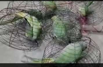 Large number of parrots recovered by STF, know all यूपी में 500 पहाड़ी तोतें बरामद, इस काम के लिए होती है तोतों की तस्करी